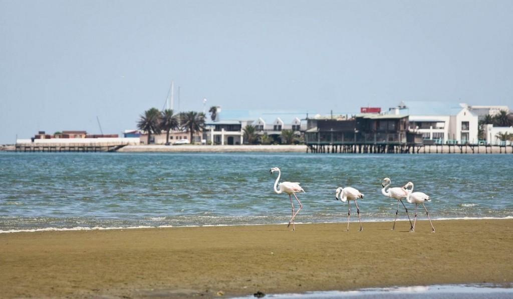 Walvis, Namibija
