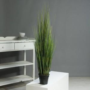 Dekorativne rastline