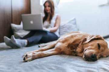 selitev najem kombija ženske Golden Retriever lying on bed